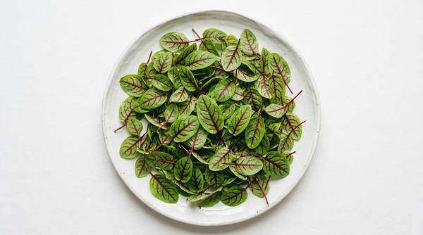 Sorrel