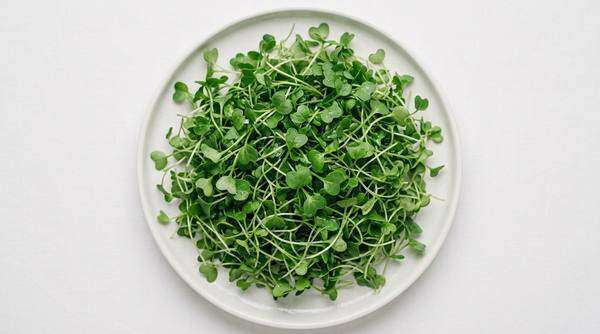 Brotes Rúgula
