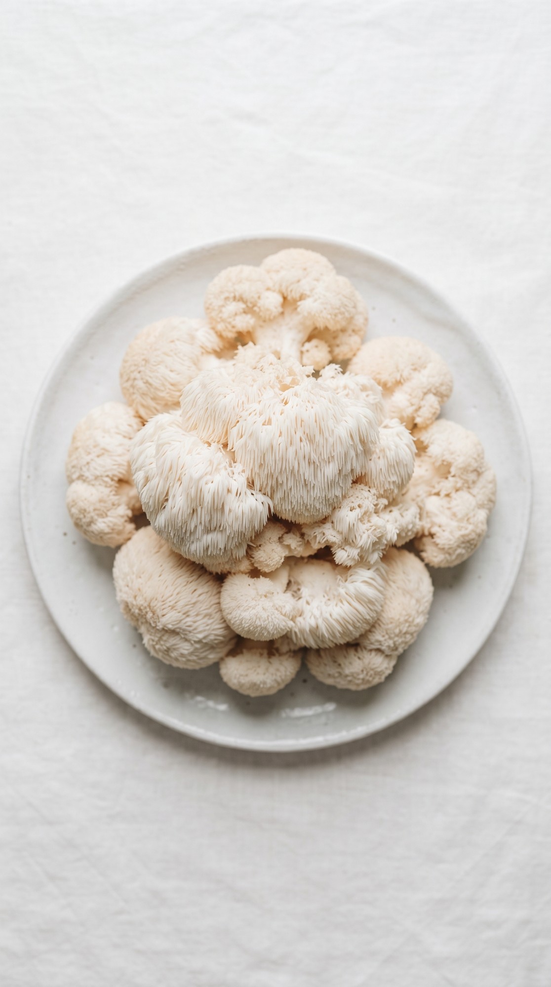 Melena de León Lion's Mane — Huerto de Autor Medellín